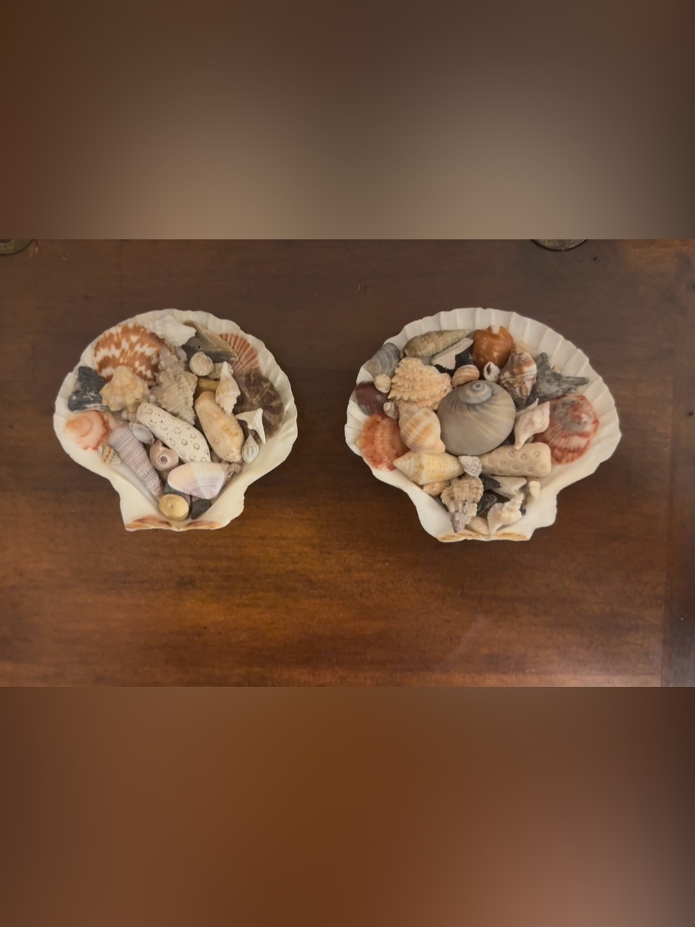 White scalloped shells filled with locally handpicked FL assortment. - Picture 5 of 8